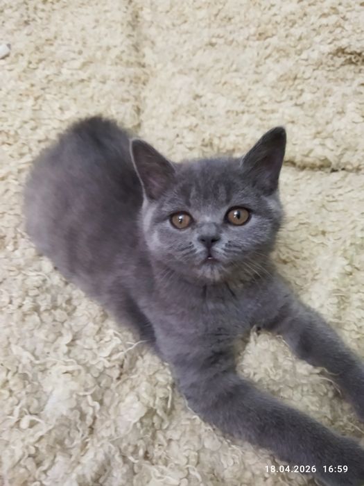 Продается британский котёнок