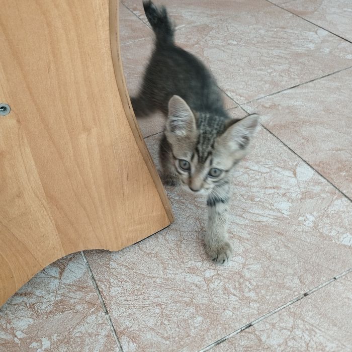 Отдам котенка в хорошие руки