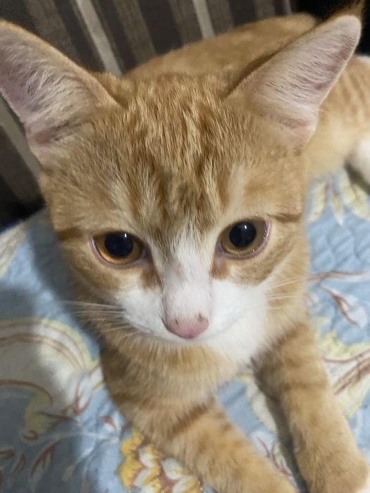 Отдадим кота в добрые руки