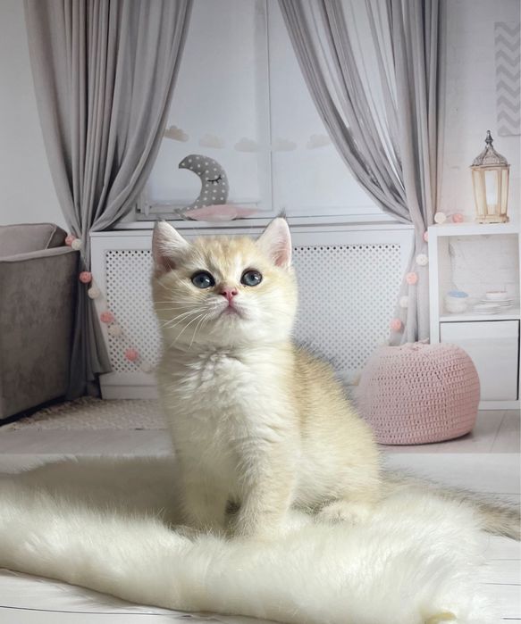 Котята Золотые шиншиллы