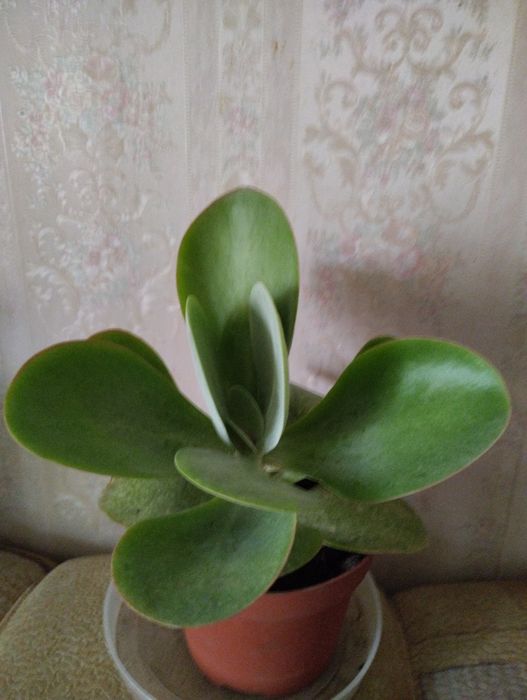 Толстяка , необычная.