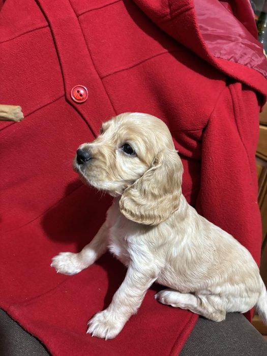 Кокер шпаньол . Малки кученца