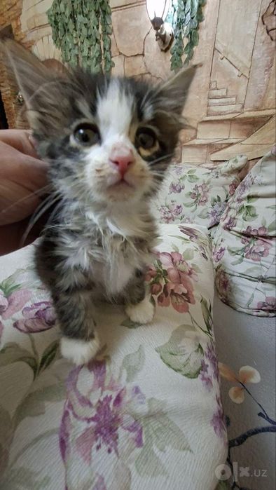 Отдам котенка бесплатно