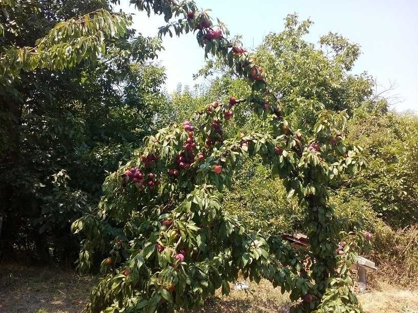 Сграда 90кв.м с Акт.16, с ток и вода в зем. парцел 4,5дка до регулация