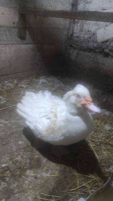 Индоутки продам.