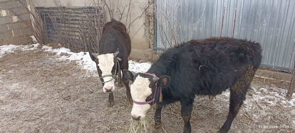 Продам б ы к о в