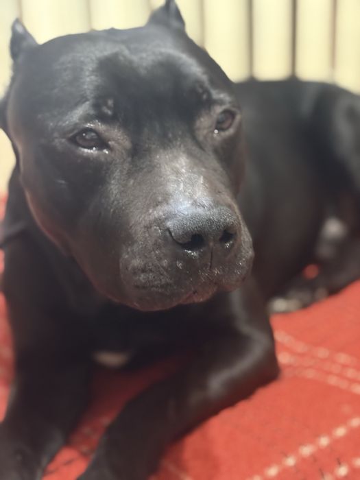 Продам питбуля в добрые руки