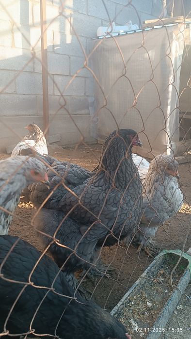 Продам куры брама семейка