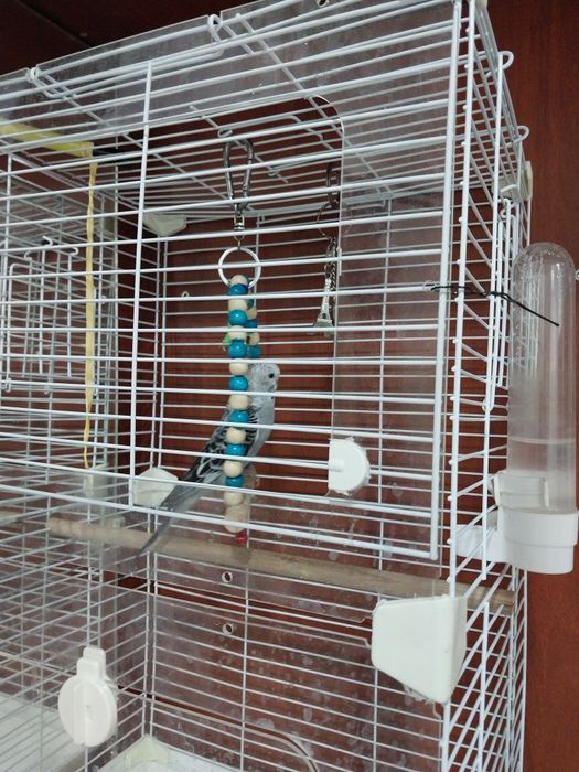 Продам волнистые попугаев