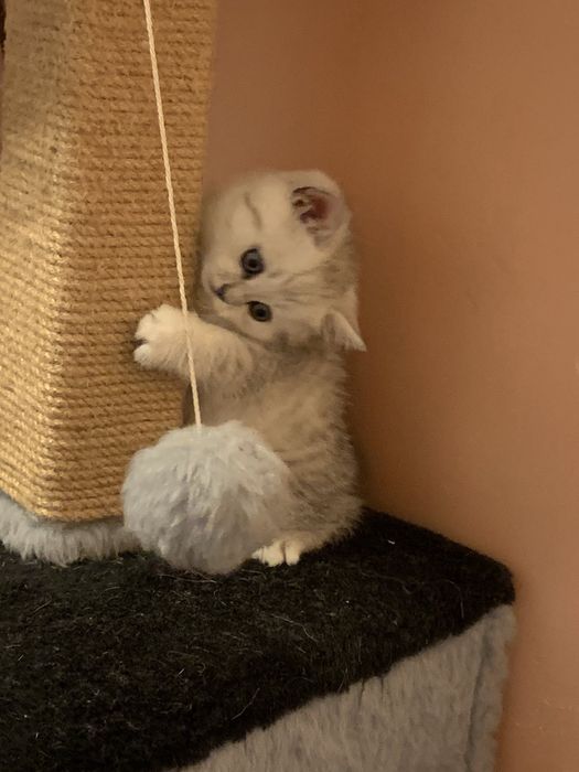 British chinchila silver