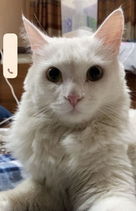 Отдам кошку в Добрые руки