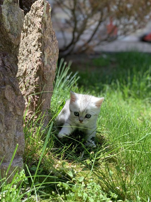 Британские серебристые котята