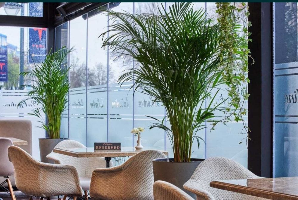 Офисные растения в горшках цветы ofis uchun gullar