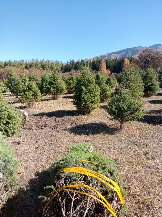 Ёлки, таньшаньские,европейские, сибирские