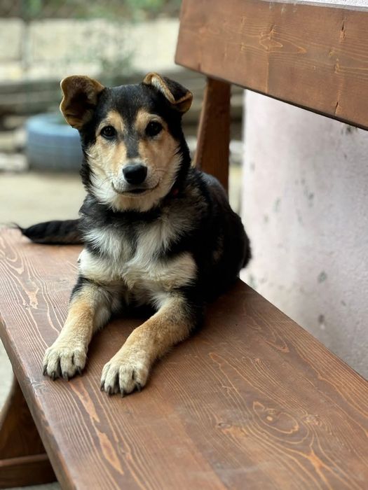 Подарява се сладко кученце