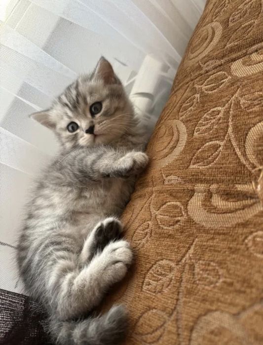 Британские котята