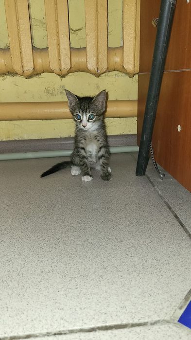 Котенок  девочка