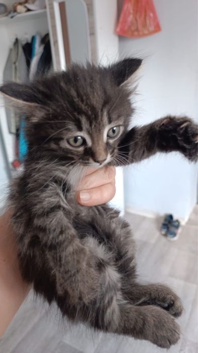 Маленькие котята