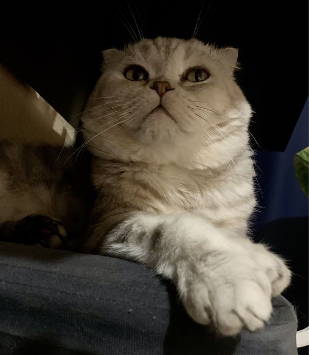 Шотландский вислоухий кот. Вязка