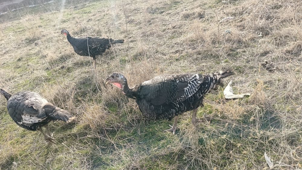 яйцо индеек бронзо 708 франсуз