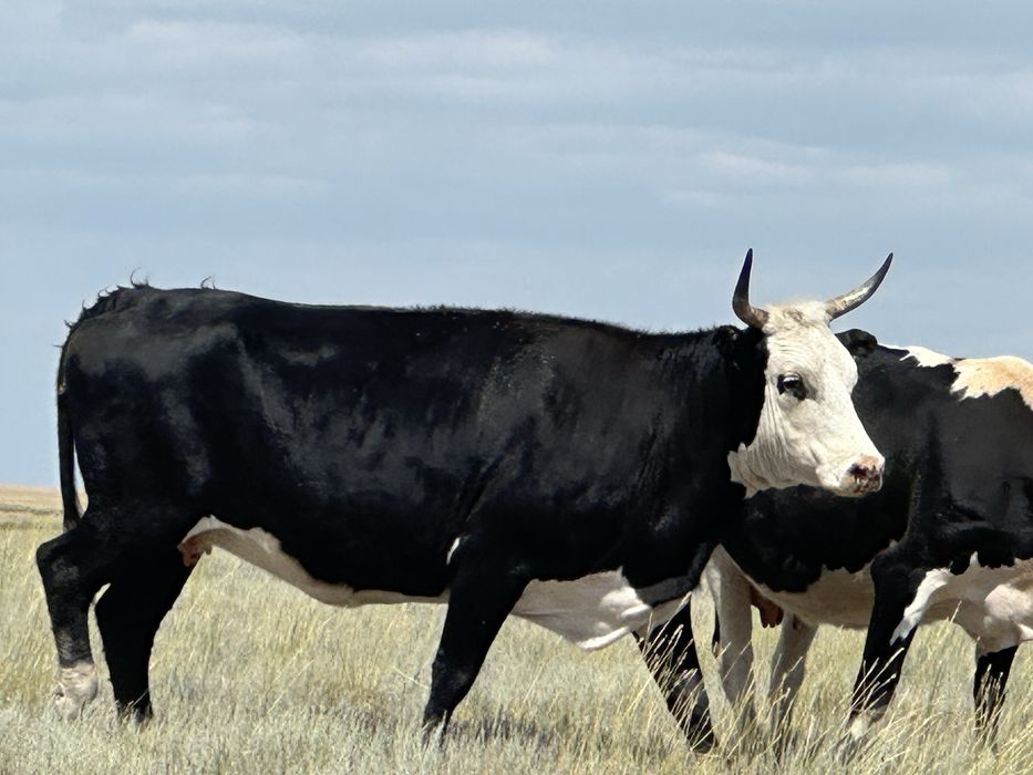 Желіде қыздар секс туралы пікір қалдырады