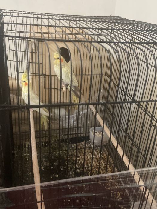 Assalom alekum karella qush