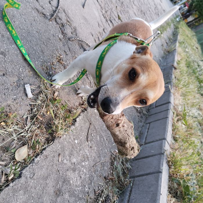 Подарява се Джак ръсел на 5 годинки ,обучен и не нанася щети ,добър