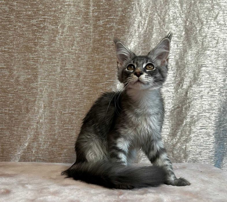 Продается котенок породы мейнкун.