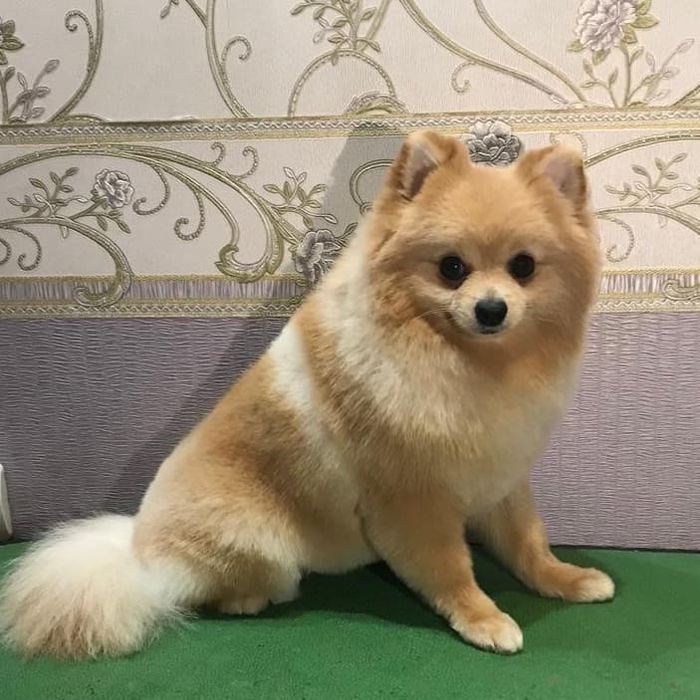 Груминг, стрижка , экспресс линька