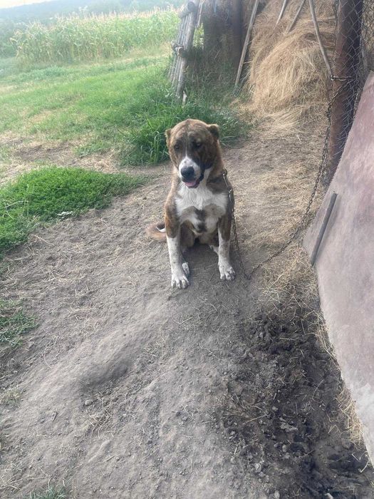 Vand mascul din rasa Ciobanesc de Bucovina si femela din rasa Kangal
