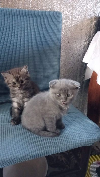 Продам котят породистых