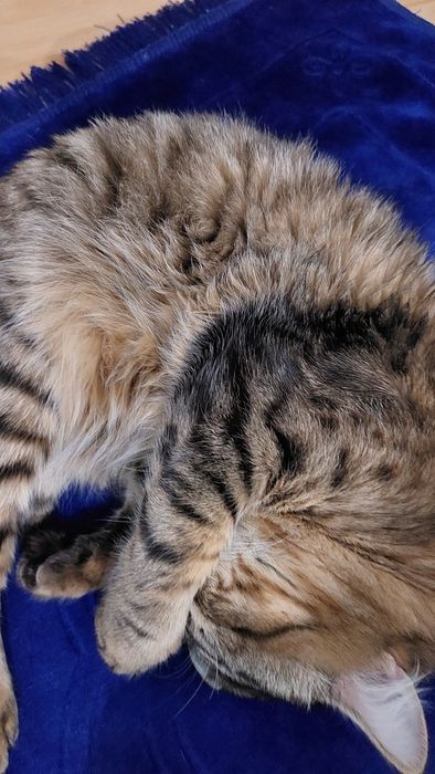 Молодой котик 1год