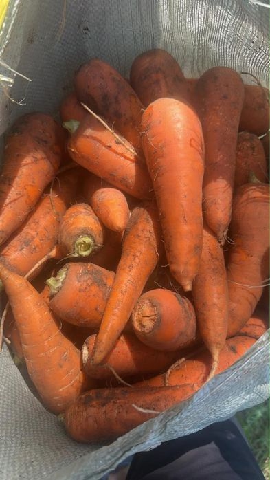 Продам морковь, сорт Каспий 175