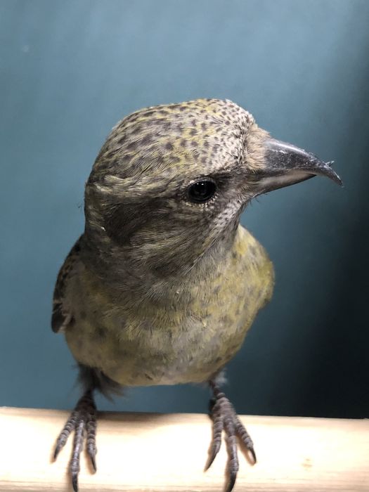 Клесты поющие пара самка самец