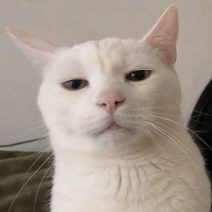 Ищем кошку для вязки