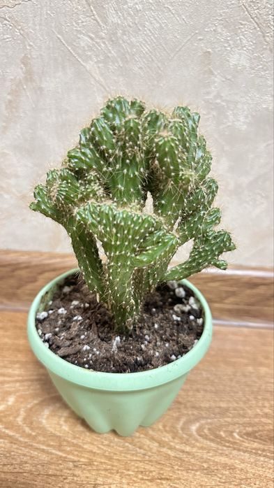 Продам растение кактус
