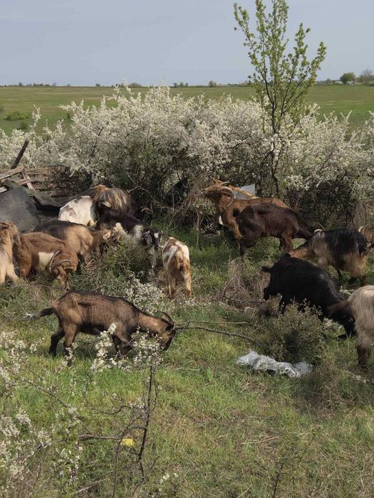 30 кози 12 ярета