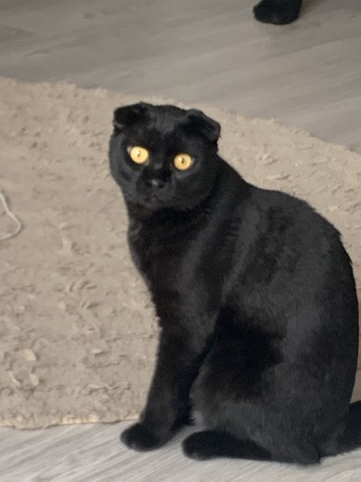 Мужчина в расцвете сил и энергии ищет подругу для свидания!