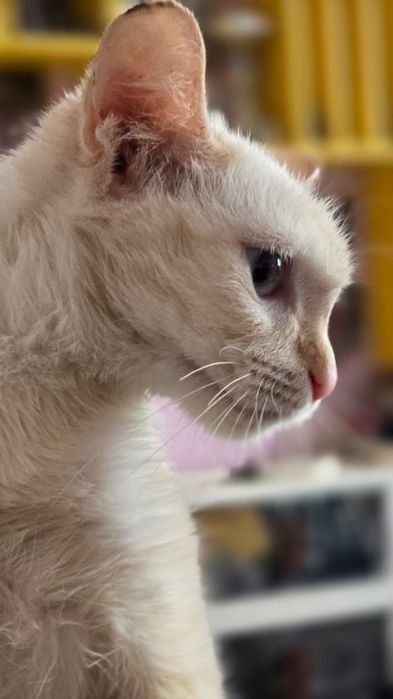 Котенок, мама сиамская кошечка