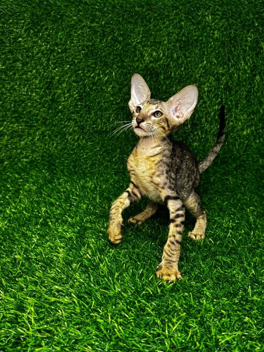 Котята Петерболды