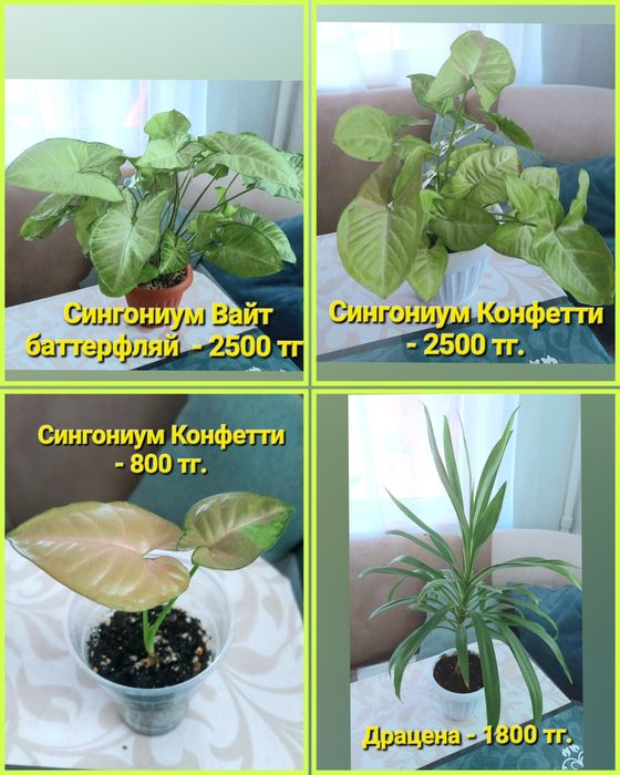 Комнатные растения