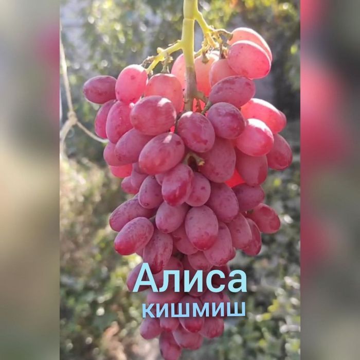 Optom Ko'chatlar navoiy xatirchida