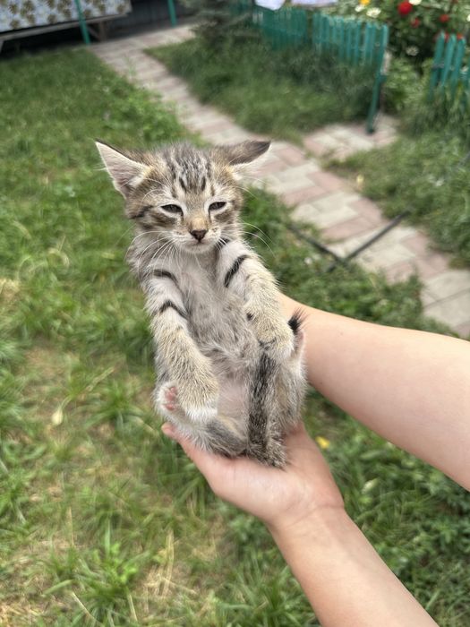 Отдам Котят
