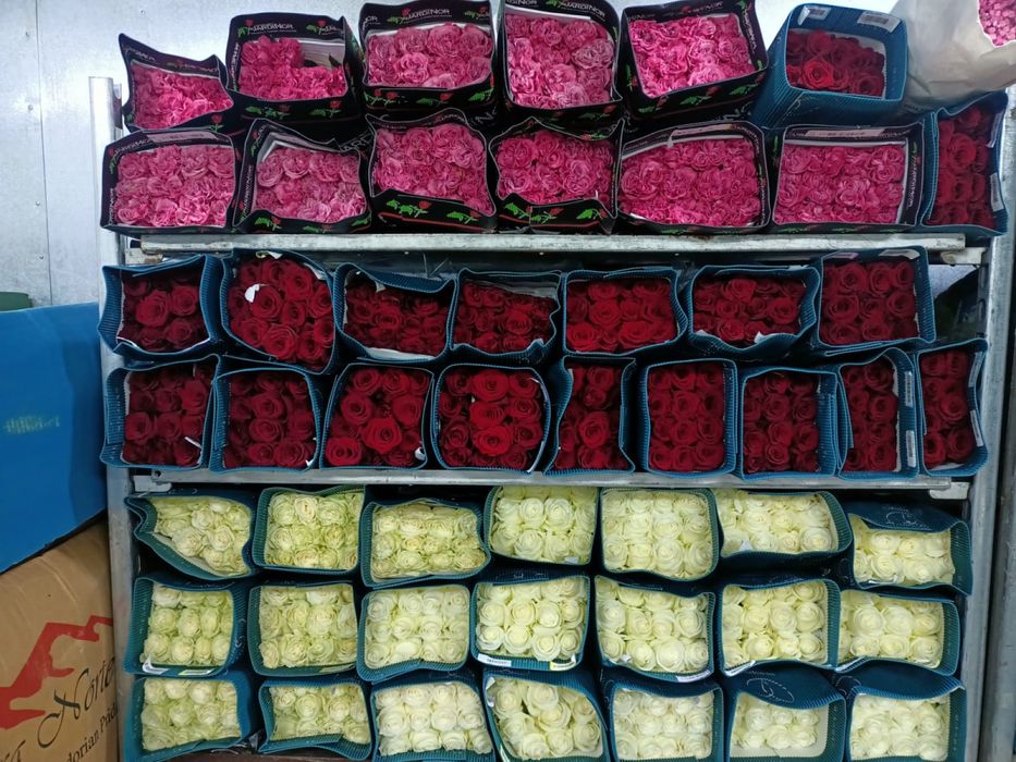 Розы 1000тг, Пионы оптом и в розницу