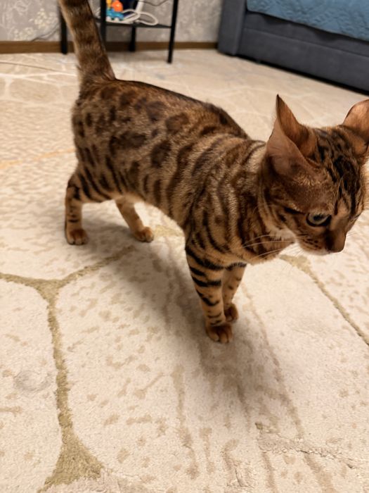 Бенгальская кошка