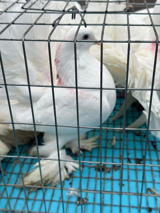 Vând porumbei voltati