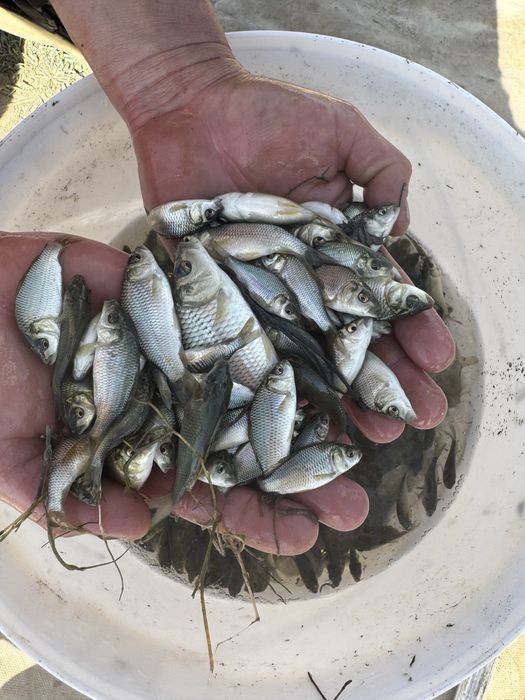 Продается малек карповых