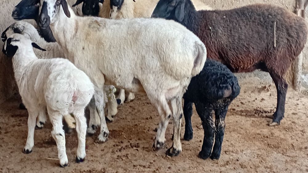 Ona bola quylar sotiladi