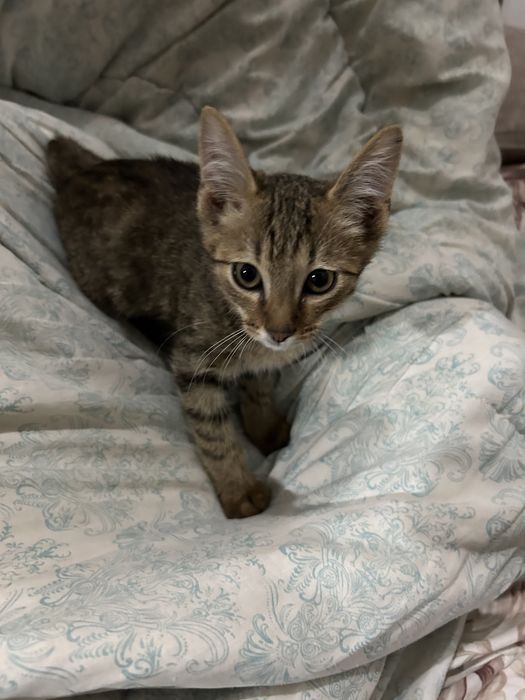 Котенок.Марғау мальчик
