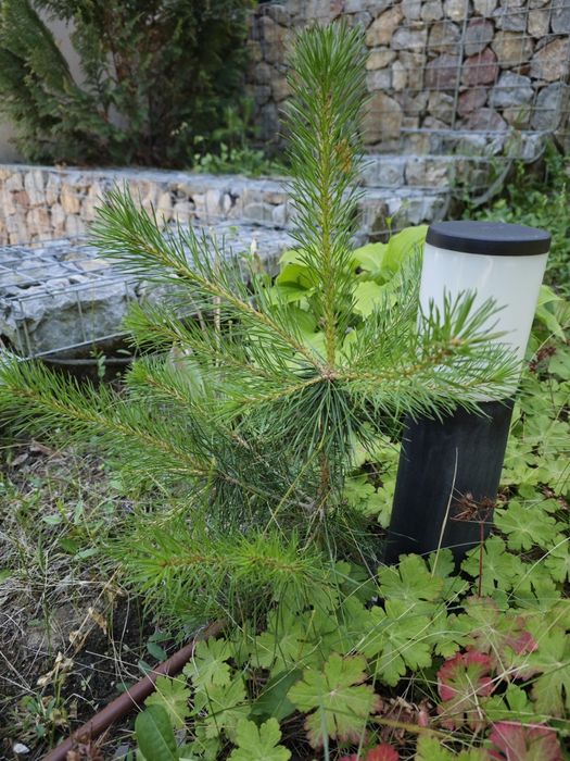 Бял бор за озеленяване